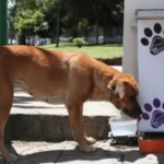 Maipú Municipio continúa accionando en el cuidado de tu mascota