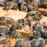 Recomendaciones ante la formación de enjambres de abejas en la vía pública o domicilios