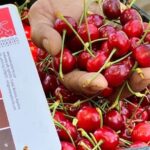 Agro 4.0: desarrollan una cereza “electrónica” que permitirá mejorar los procesos productivos