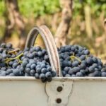 La cosecha de uva 2025 fue la mayor en 4 años y más bodegas elaboraron vino