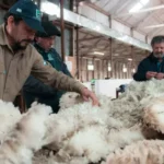 Creció la exportación de lana argentina
