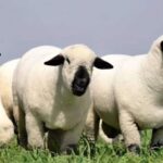 Un hito ovino: en 2026, el mundial de los Hampshire Down se jugará en Argentina