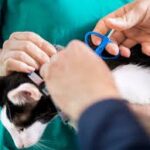 El Parlamento Europeo apoya la implantación obligatoria del microchip a todos los perros y gatos de la UE