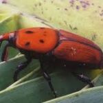 El peligroso insecto que amenaza con convertirse en plaga en Argentina
