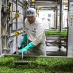 Fabrican fertilizantes orgánicos con minerales y alta tecnología en Mendoza