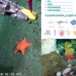 Álbum de figuritas para chicos GRATIS del streaming del CONICET en el fondo del mar: cómo conseguirlo