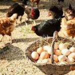 General Alvear impulsa la producción de huevos con capacitación técnica y créditos a tasa cero