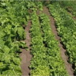Restringen riego y evalúan una obra clave por desechos fecales que afectan cultivos en Lavalle