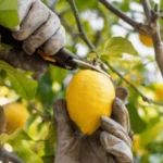 Árbol limonero: qué tipo de ramas se deben eliminar en la poda para obtener beneficios