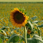 SunPheno: el modelo argentino de inteligencia artificial que revoluciona el monitoreo del girasol