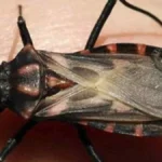 Chagas en Mendoza: lanzarán una app para poder identificar al insecto