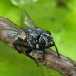Las moscas que ayudan a resolver crímenes: cómo la ciencia argentina convierte insectos en relojes forenses