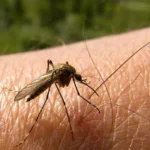 Dengue y Síndrome Urémico Hemolítico: los desafíos de cara al verano en Mendoza