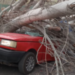 Caída de árboles en Mendoza: ¿Culpa de las inclemencias climáticas o de la falta de cuidado?