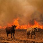 General Alvear: un incendio causado por cazadores arrasó más de 100 hectáreas