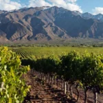 Las chances de Mendoza en un acuerdo comercial con Estados Unidos: ¿ganamos o perdemos?