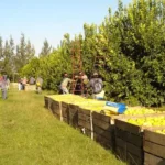 Acuerdo comercial con EEUU: los productores norteños, entre la cautela y la incertidumbre