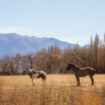 Estos son los proyectos turísticos municipales que serán financiados con los fondos de Portezuelo del Viento