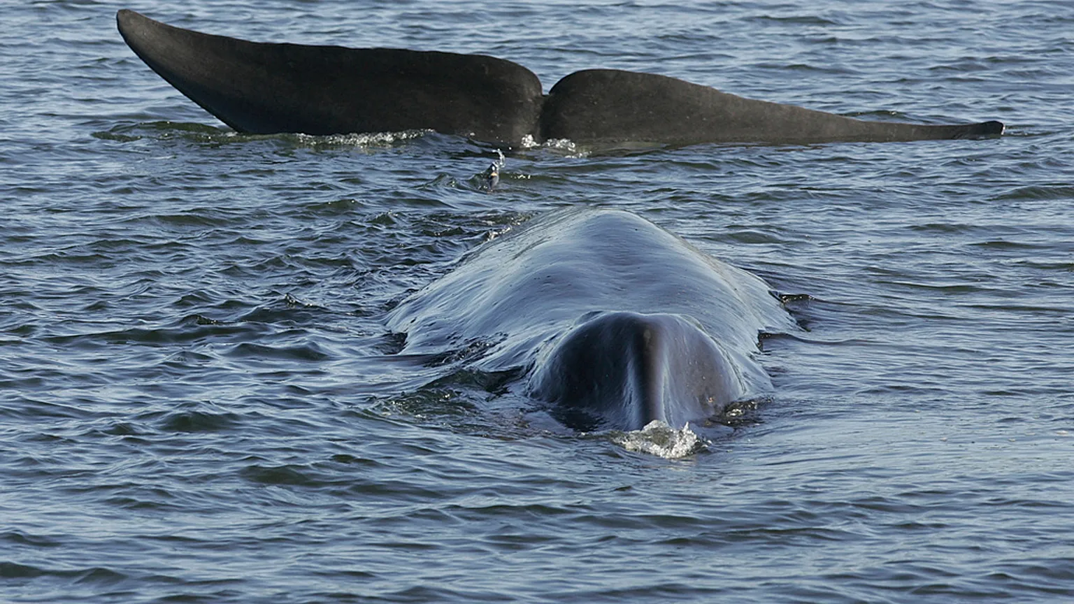Islandia expulsa y prohíbe volver al país a 21 activistas contra la caza de ballenas
